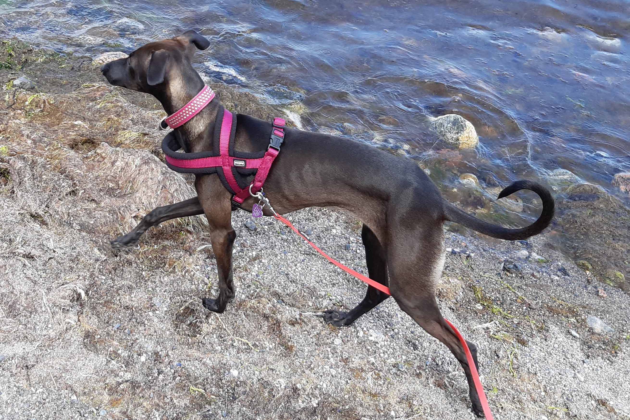 Italian Greyhound With Seal Ghost Coat Color At The Beach