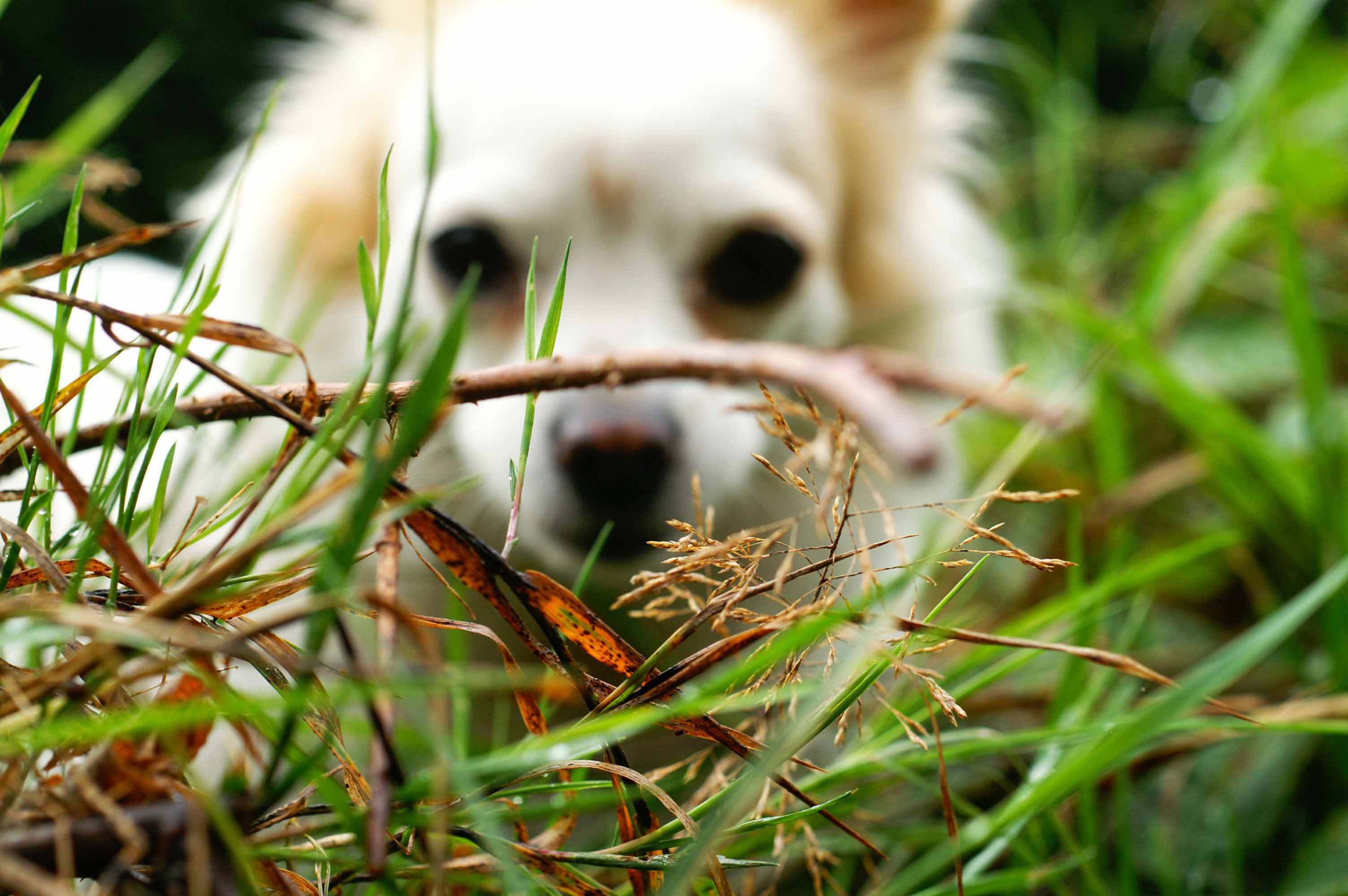 Chihuahua Behind Some Focussed Grass