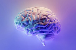 Brain On Lilac Background