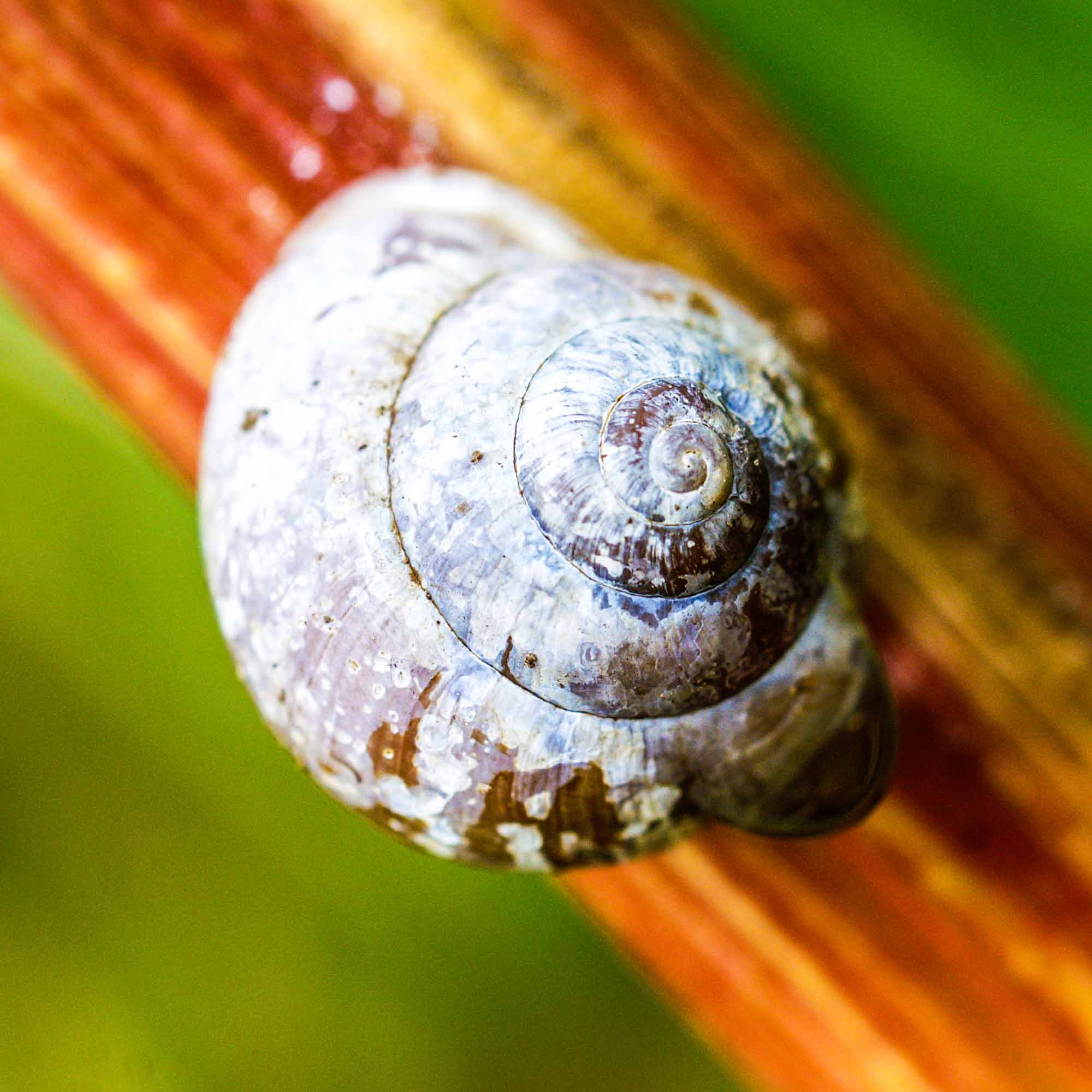 Macro Photograph Of A Snail-House On A Plant