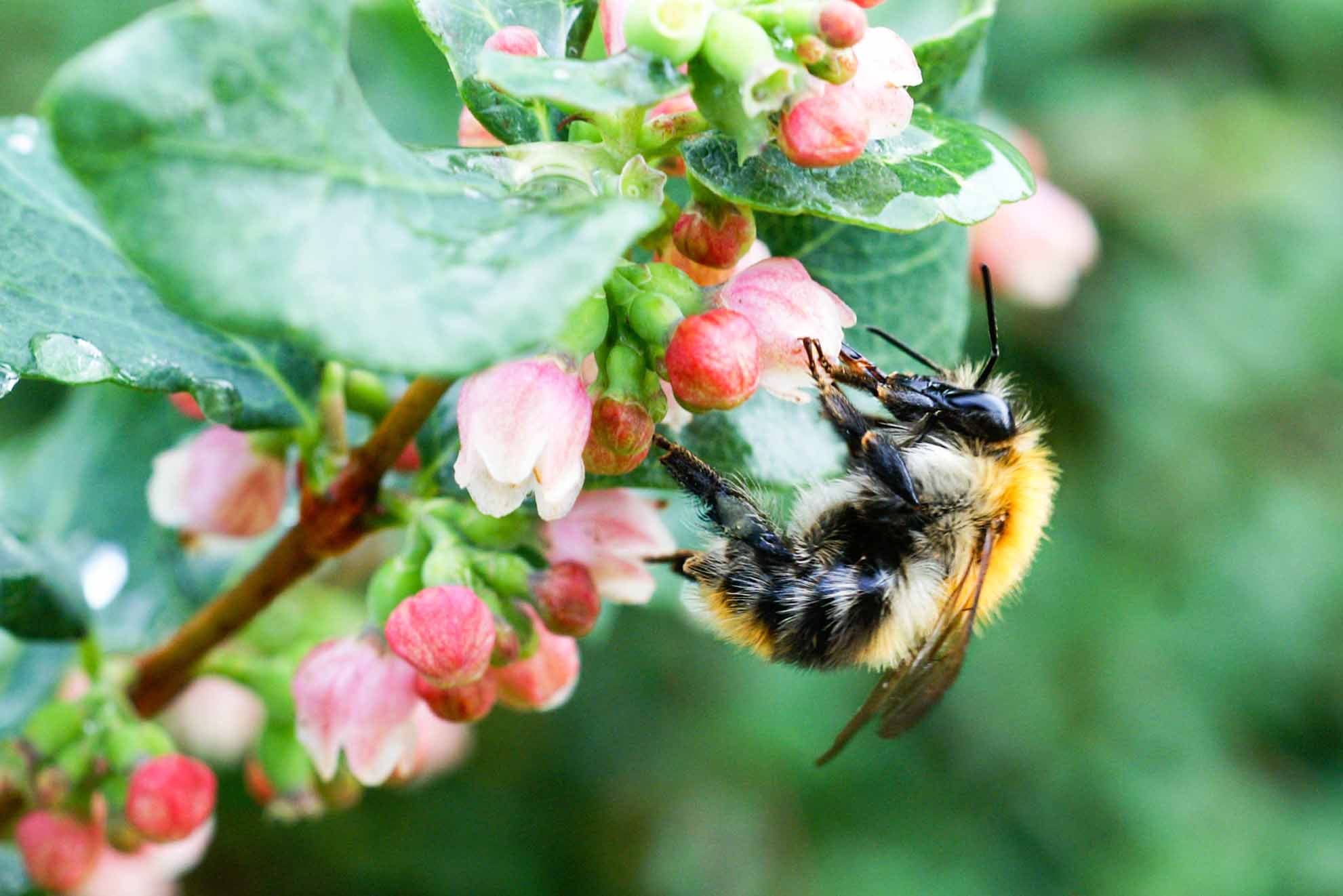 Bee On A Blooming Flower