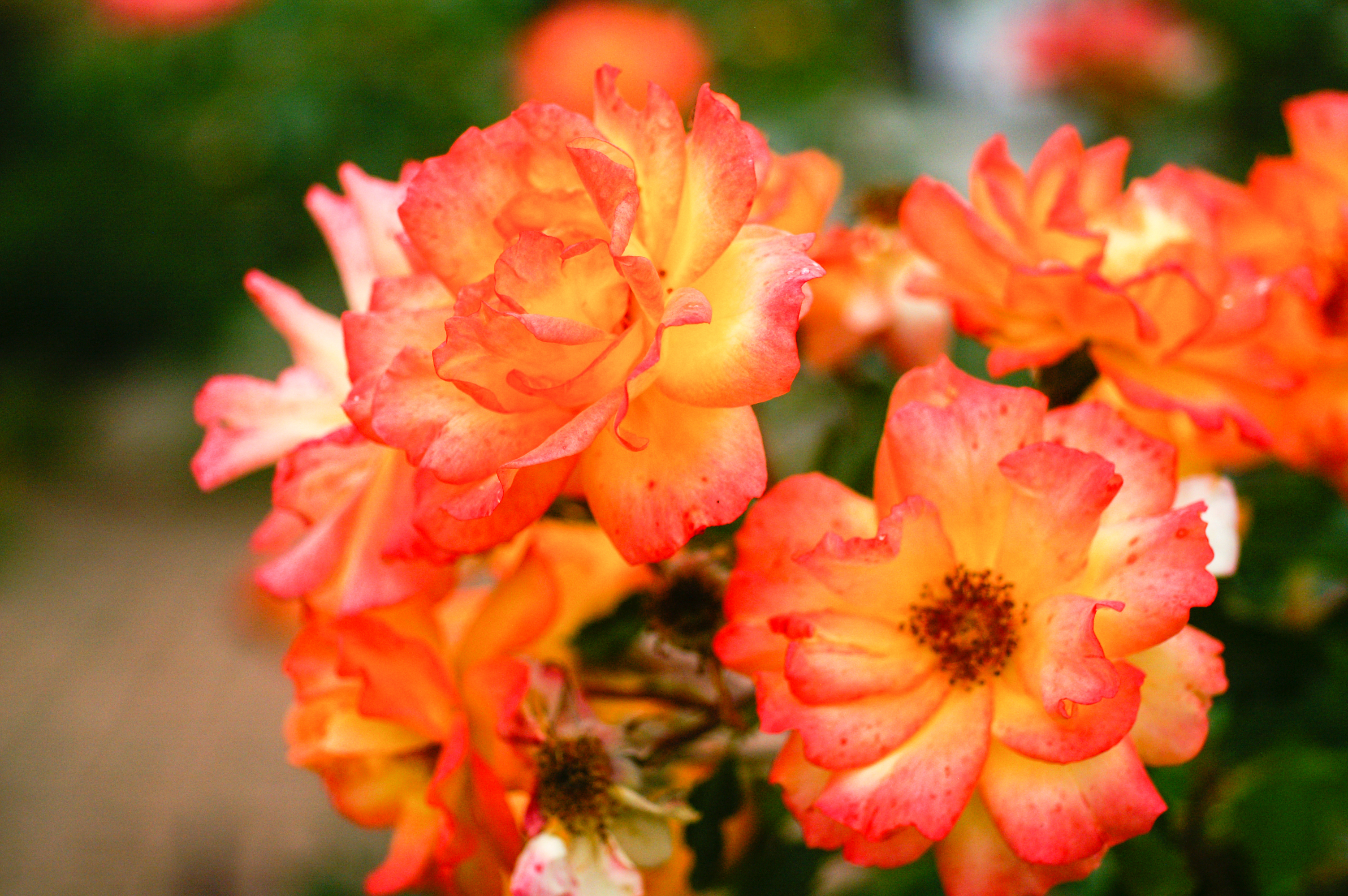 Pink And Yellow Colored Wild Roses