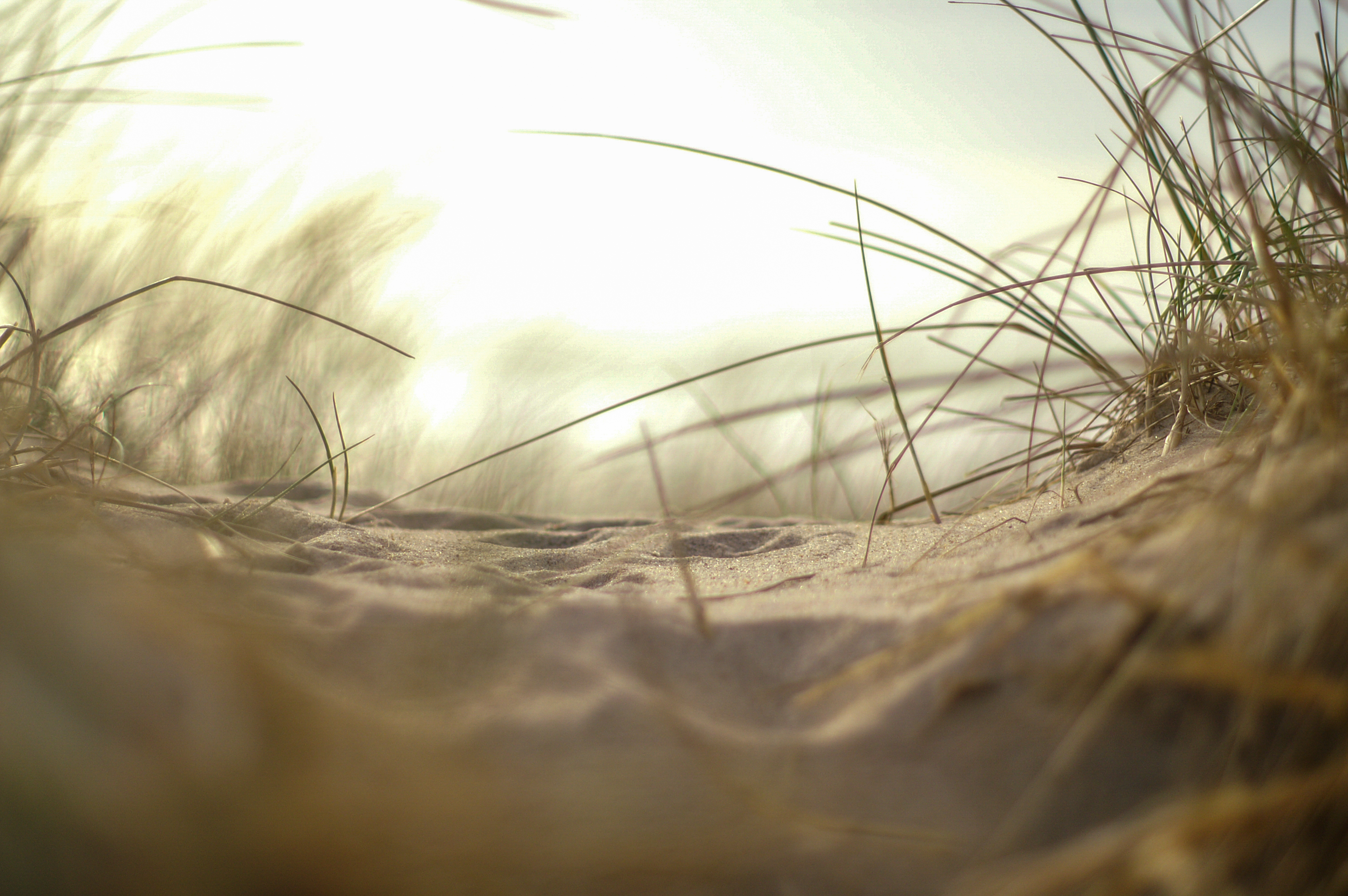 Sanddune With Some Grass